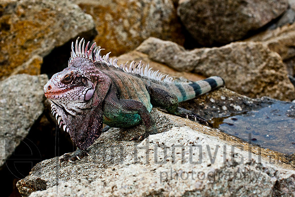 St. Thomas- Green Iguana