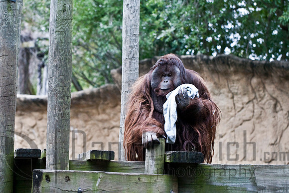 Bornean Orangutan