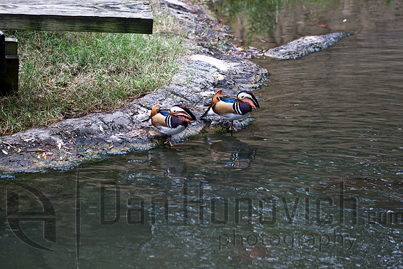 Mandarin Duck