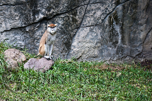 Patas Monkey