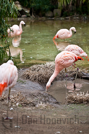 Flamingo
