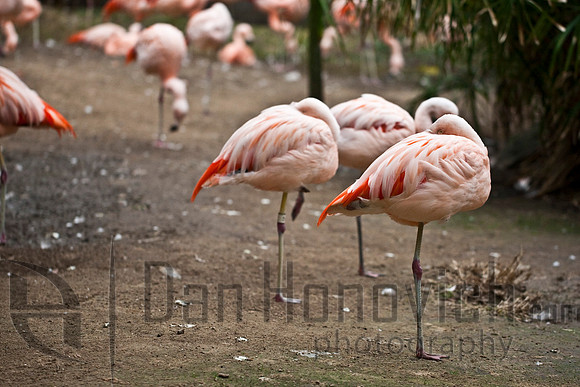Flamingo