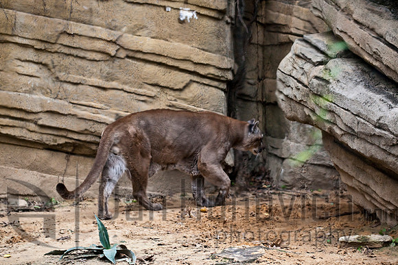 Cougar