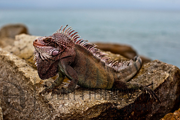 St. Thomas- Green Iguana