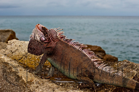 St. Thomas- Green Iguana