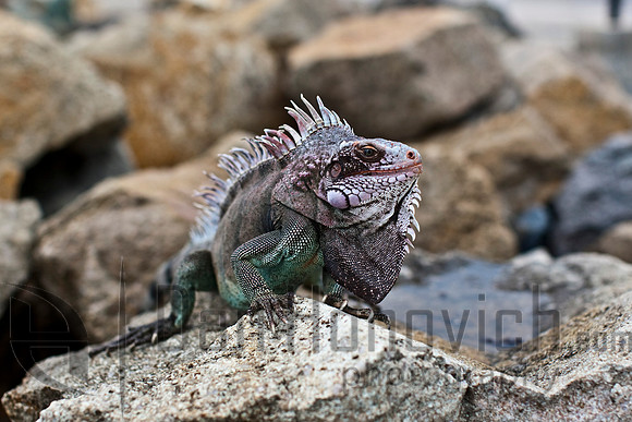 St. Thomas- Green Iguana