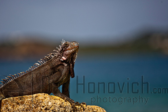 St. Thomas- Green Iguana
