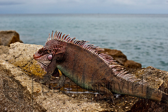 St. Thomas- Green Iguana