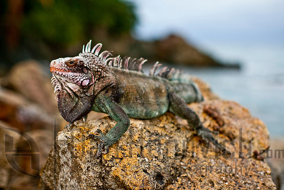 St. Thomas- Green Iguana