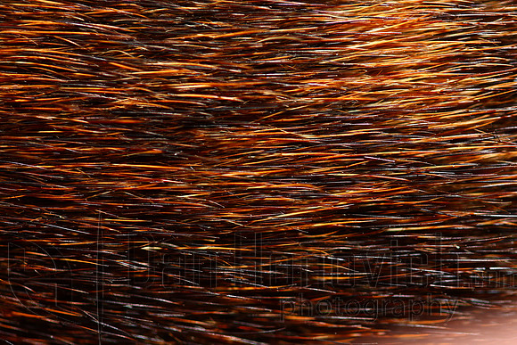 Dog hair