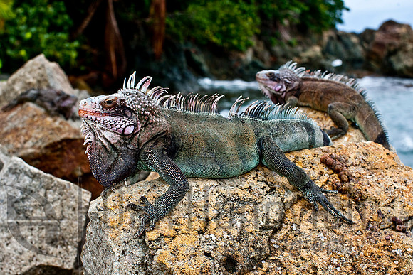 St. Thomas- Green Iguana