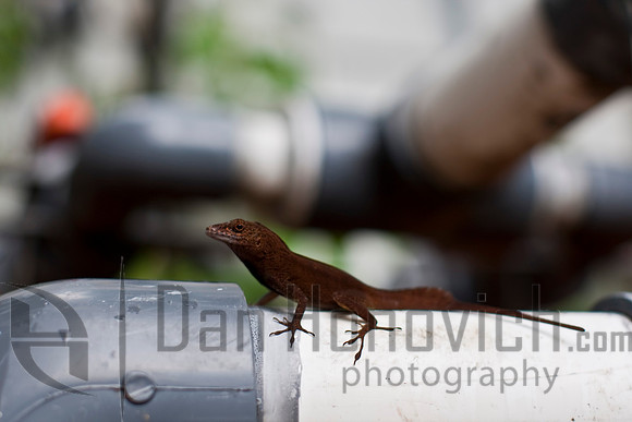 St. Thomas- Green Iguana