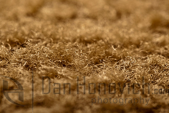 Carpet