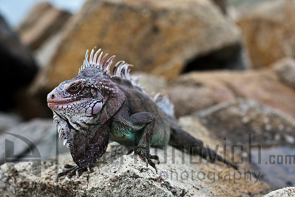 St. Thomas- Green Iguana