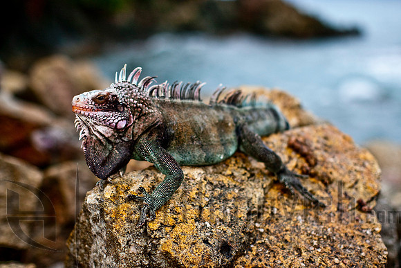 St. Thomas- Green Iguana