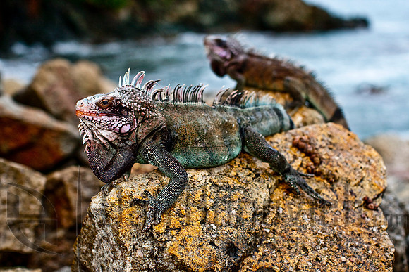 St. Thomas- Green Iguana