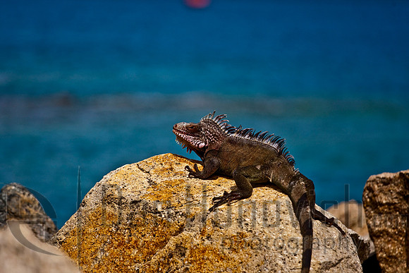 St. Thomas- Green Iguana