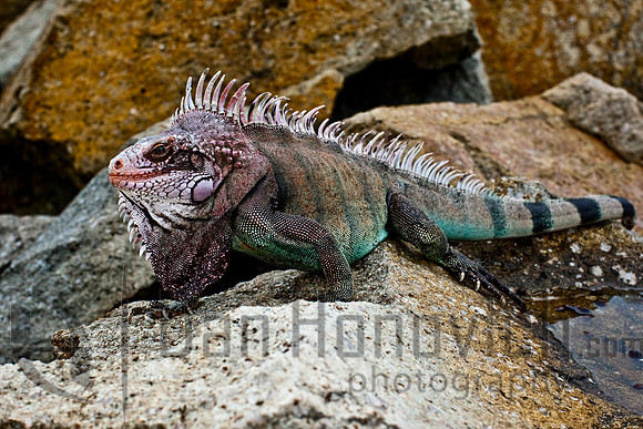 St. Thomas- Green Iguana