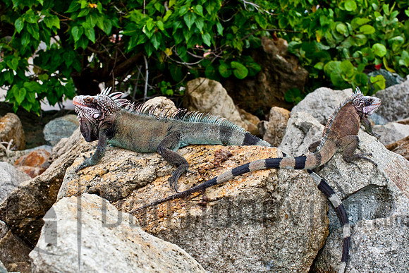 St. Thomas- Green Iguana
