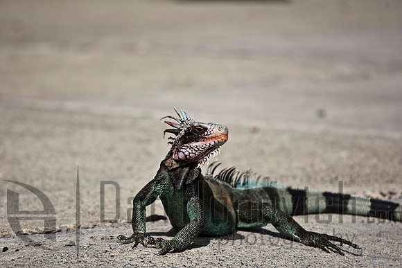 St. Thomas- Green Iguana