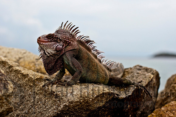 St. Thomas- Green Iguana